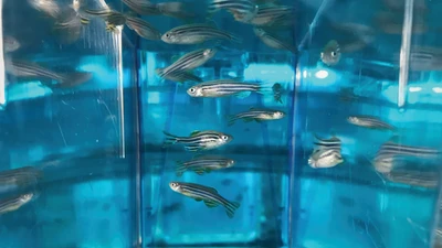 Zebrafish