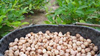 The Bambara groundnut is a legume cultivated throughout Africa and one of the most important sources of protein throughout the continent. The groundnut can support the growth of other crops by enriching soils through nitrogen fixation. Equipped with a recently published genome, plant breeders and scientists are attempting to improve Bambara groundnut varieties to address food security concerns in semi-arid Africa. Image purchased from Shutterstock. 