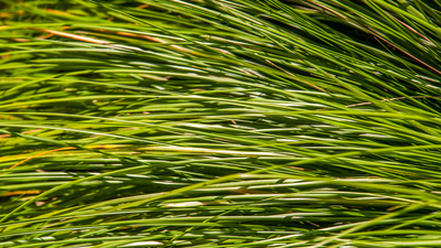 Tef grass is a cereal crop in the grass family and a key supply of carbohydrates throughout the horn of Africa. Image purchased from Shutte