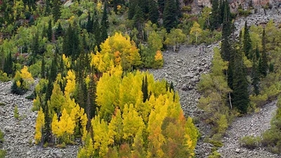 Caption: Genetic diversity in quaking Aspens can be seen from differences in autumn leaf yellowing. Photograph is courtesy of Benjamin Blonder.