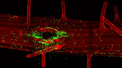 Image courtesy Niko Geldner. 