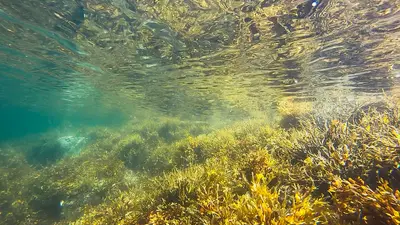 Plankton by Brian Yurasits via Unsplash.