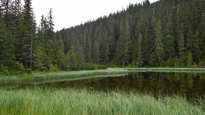 Forest ecosystem from Unsplash