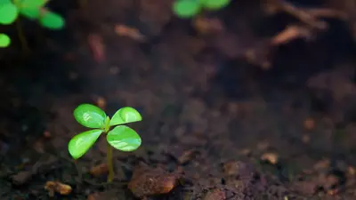 Soil image by Manikandan Annamalai via Unsplash