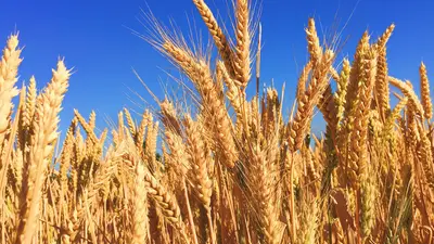 Wheat photography by Melissa Askew via Unsplash.
