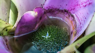 Bromeliad by Susie Burleson via Unsplash