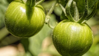 Tomatoes on the vine courtesy Pixabay. 