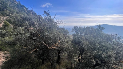 Quercus ilex, the native dryland oak of Spain