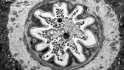 A cross section of the fruit fly gut that is preferentially colonized by the bacterium Lactobacillus plantarum.