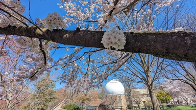 Campus in Spring