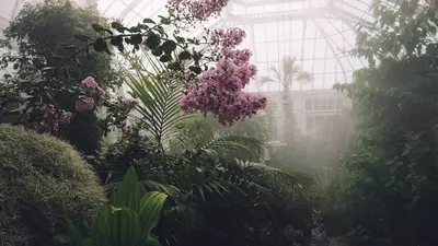 Plants in a misty greenhouse