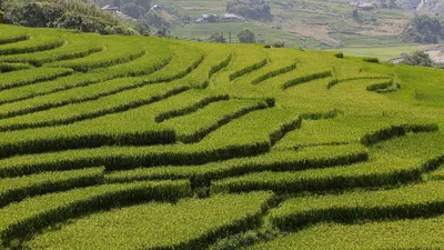 Terraced rice fields in Vietnam. Photo by Nathan Cima courtesy of Unsplash.  