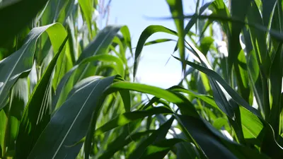 Tall stalks of corn growing under a blue sky. 