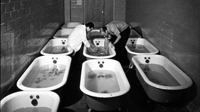 Donald Brown - Xenopus Bathtubs