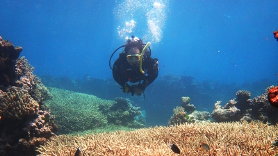 Carnegie’s Phillip Cleves scuba diving on the Great Barrier Reef in Australia. Cleves uses cutting-edge biology techniques to better understand the risks coral face due to climate change.  Photo is courtesy of Amanda Tinoco. 