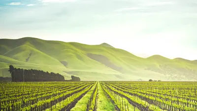 Neat agricultural rows with green mountains in the background. 