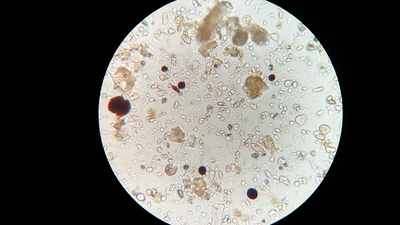 soil-microbes-g7785d995d_1280.jpg