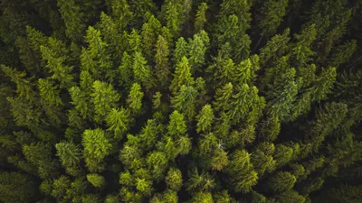 Overhead view of treetops