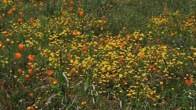 serpentine grassland 3750667144_09602a0d4d_o.jpg