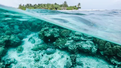 A coral reef seen underwater and an island seen above water. 