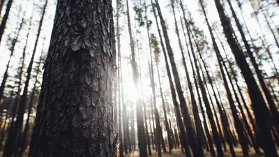  forests markus-spiske-G63__8sNskc-unsplash.jpg