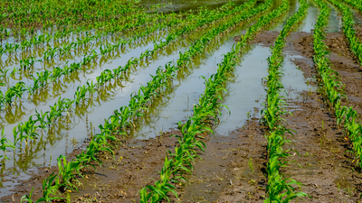 A flooded corn field