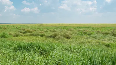 Grassland under clear skies