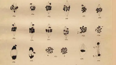Plate XII from Nettie Stevens' Studies in Spermatogenesis