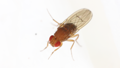 Fruit Fly on white background