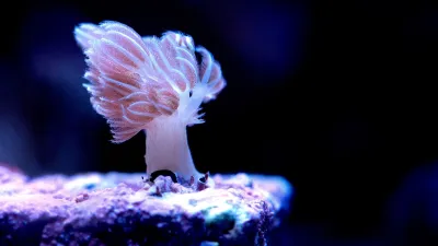 Xenia Coral Alone