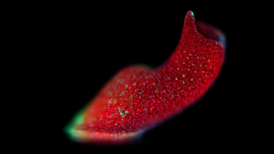 This acoel is a marine worm with symbiotic algae that is capable of regeneration. Fluorescence imaging shows the algal cells in red, and the acoel cells in blue and green. Courtesy Dania Nanes Sarfati