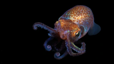 Hawaiian bobtail squid