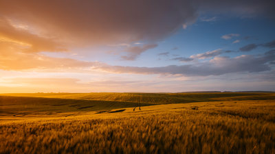 Ukrainian wheat fields  