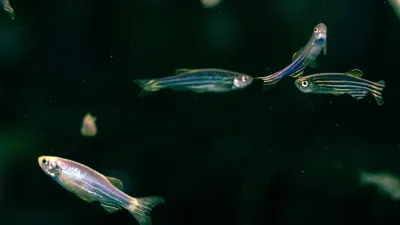 Zebrafish