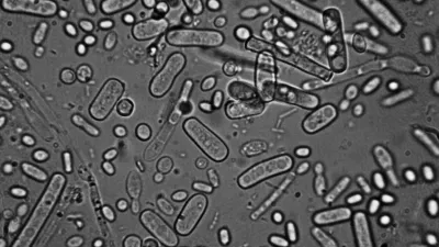 microorganisms
