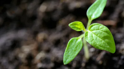 Soil with plant growing