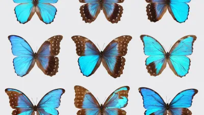 A collection of blue morpho butterflies courtesy of Nipam Patel