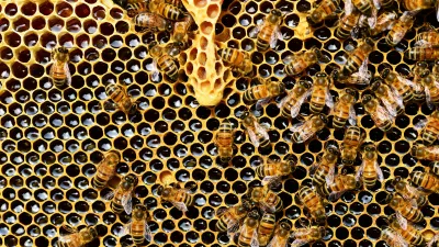 Honey bee hive