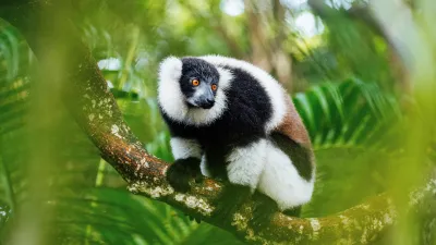 Lemur