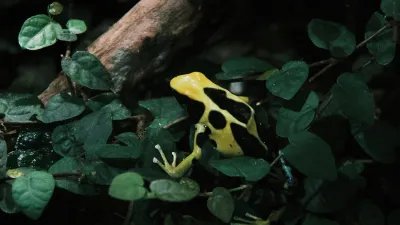Poison Dart Frog