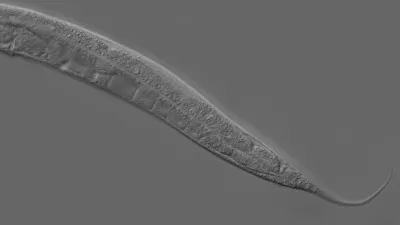Wild C. elegans microbiome