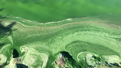 Algal Bloom