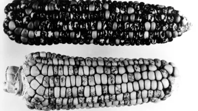 Two ears of corn studied by Barbara McClintock