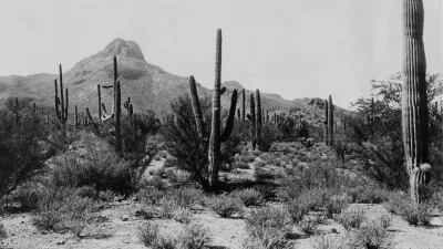 Scrubby desert landscape with cactus in the Sonoran Desert, 16 miles northwest of the Desert Laboratory
