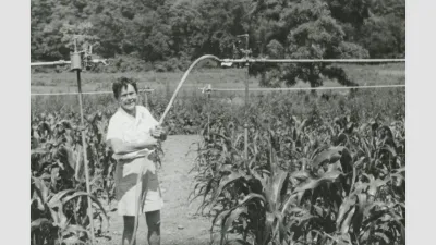 Barbara McClintock working in her experimental cornfield in 1953
