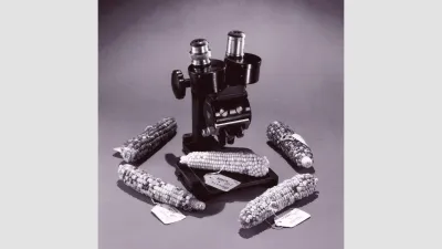 Barbara McClintock's labelled maize samples and microscope