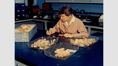 Barbara McClintock working with maize in her laboratory in 1963