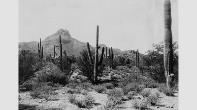 Desert landscape near Tucson, Arizona
