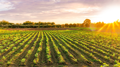 Sun rises over a farm with neat rows of crops