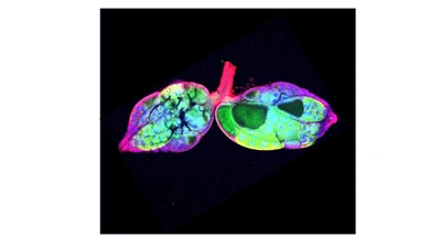 Duet of Drosophila Ovaries
